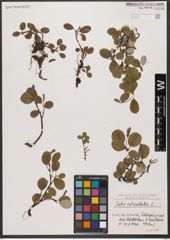 Foto von Salix reticulata L.